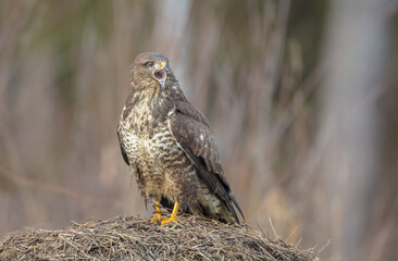 Common Buzzard in spring at a wet forest