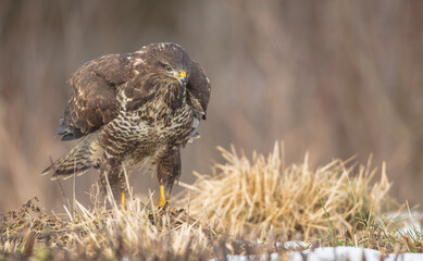 Common Buzzard in spring at a wet forest