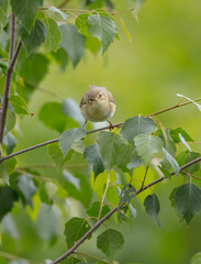 Obraz premium Willow warbler in summer at a wetland 