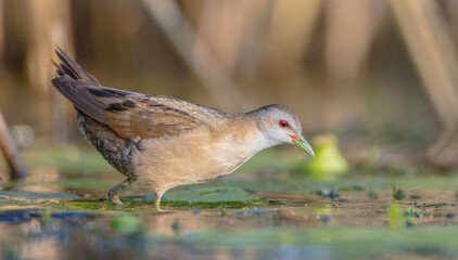 Little Crake - female feeding at a wetland 