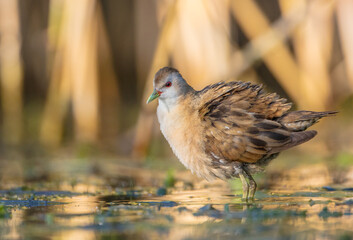 Little Crake - female feeding at a wetland 