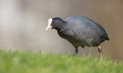 Eurasian coot - adult bird in spring