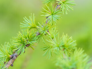 Young branches of larch. Closeup of green larch young needles.