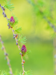 Larch tree fresh pink cones blossom at spring on nature background