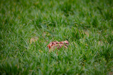 Field hare in the grass, lepus europaeus