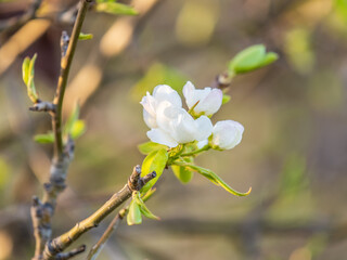 White blossoming apple trees. White apple tree flowers