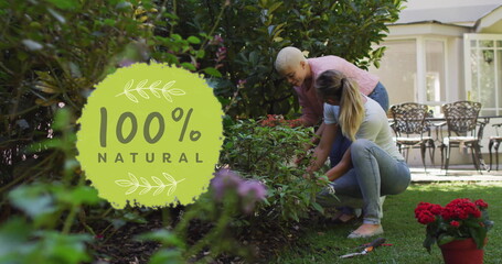 Image of 100 percent natural text over diverse female couple working in garden