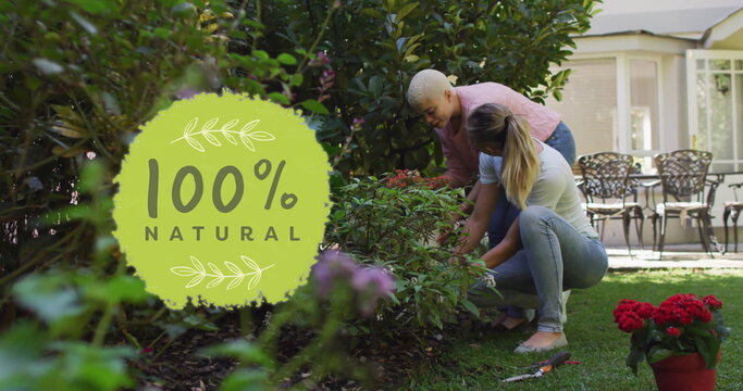 Image of 100 percent natural text over diverse female couple working in garden