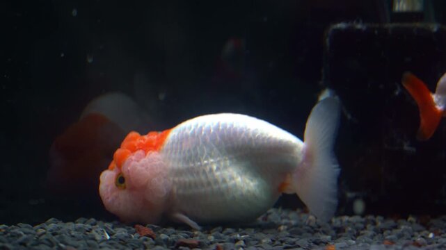 Two exotic lionhead goldfish, carassius auratus auratus with bumpy head, swimming at the bottom of the aquarium tank.