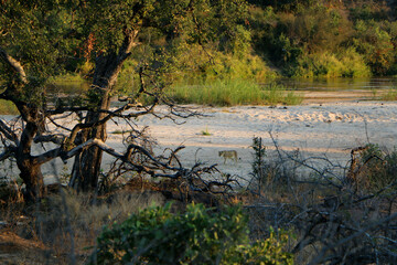 lion walking in the bush