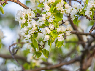 Fototapeta premium White blossoming apple trees. White apple tree flowers