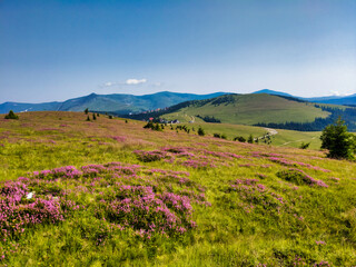 Fototapeta premium Alpine meadow with pink flowers in the Parang Mountains (Carpathians)
