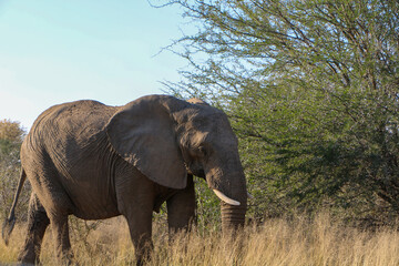 Fototapeta premium African elephant