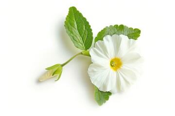 Blooming primrose in serene minimalist depiction of nature's elegance