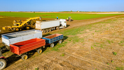 Aerial view on truck shift, loading sugar beet for transportation