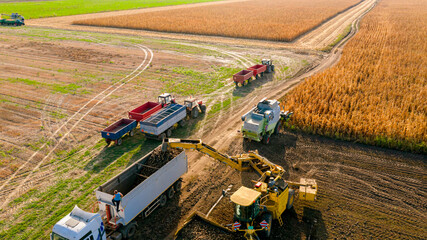 Aerial view on truck shift, loading sugar beet for transportation