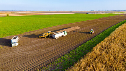 Obraz premium Aerial view on truck shift, loading sugar beet for transportation