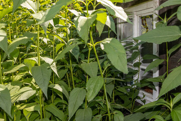 A window in an overgrown garden