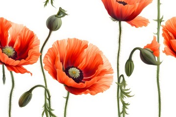 Obraz premium Oriental poppy flowers white background, AI Generated
