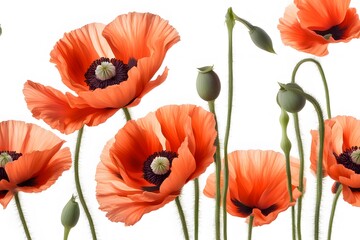 Fototapeta premium Oriental poppy flowers white background, AI Generated