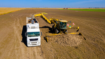 Aerial view on collecting, loading sugar beet into a truck for transportation