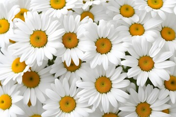 Obraz premium Ox-eye daisy flowers white background, AI Generated
