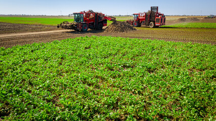 Aerial view of two combines, harvesters as harvest ripe sugar beet, unloading