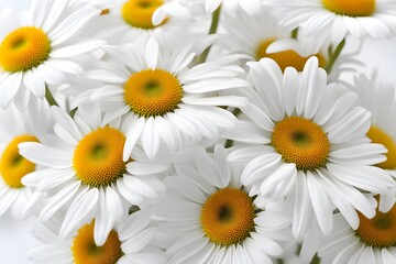 Fototapeta premium Ox-eye daisy flowers white background, AI Generated