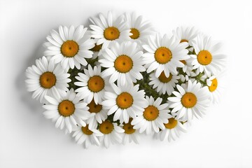 Fototapeta premium Ox-eye daisy flowers white background, AI Generated