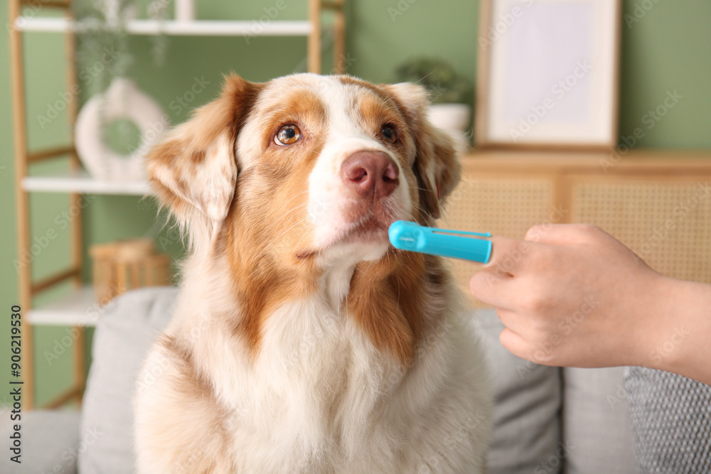 Poster cute australian shepherd dog and owner hand with toothbrush at home