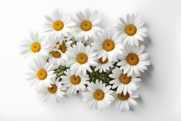 Fototapeta premium Ox-eye daisy flowers white background, AI Generated