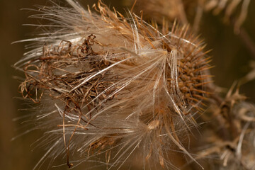 A detailed view of a plant with featherlike structures emerging from it, showcasing its intricate beauty and unique features