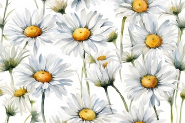 Fototapeta premium Watercolor ox-eye daisy flowers white background, AI Generated