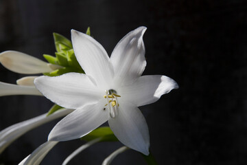Fototapeta premium A beautifully detailed closeup image showcasing a delicate white flower featuring a rich brown center, enhancing its stunning appeal