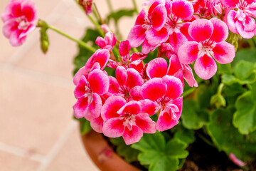A detailed close up view of beautiful pink and red flowers in a pot