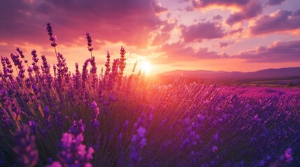 A field of purple lavender flowers with a bright orange sun in the sky