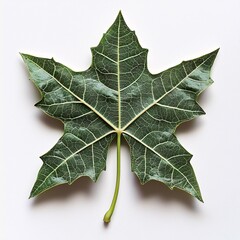 North Star Leaf
