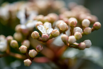 Closeup of a white flower bud with the bloom in the center