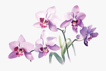 Obraz premium Elegant watercolor orchid flowers