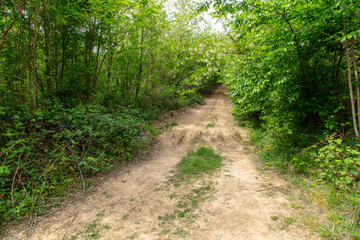 Dirt road in the forest in nature in summer