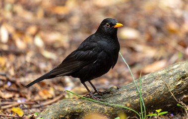 Portrait of a starling in the park