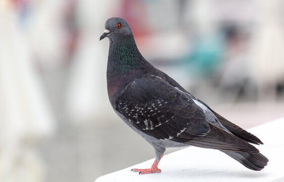 Portrait of a pigeon in the city. Close-up