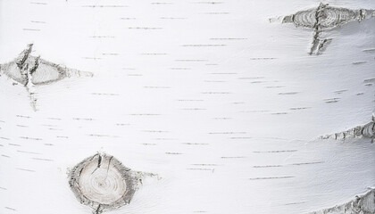 Fototapeta premium Tekstura drewno brzoza, tapeta generative ai 