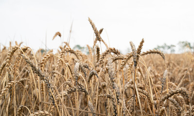 Moldy grain ears caused by heavy rainfalls, field with cultivated wheat, harvest in summer, food agriculture, farmland countryside
