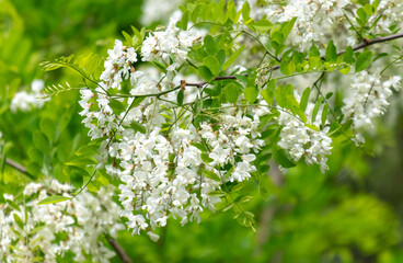 White flowers on an acacia tree in the park