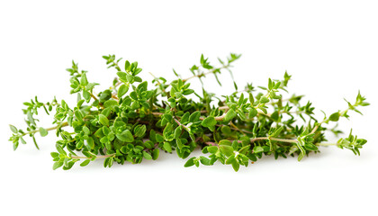 Obraz premium flowering twig thyme spice isolated on white background