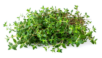 Obraz premium flowering twig thyme spice isolated on white background