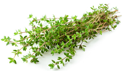 Obraz premium flowering twig thyme spice isolated on white background