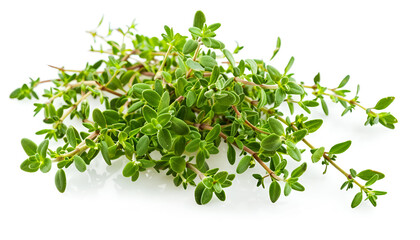 flowering twig thyme spice isolated on white background
