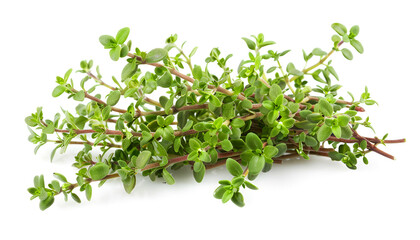 Obraz premium flowering twig thyme spice isolated on white background